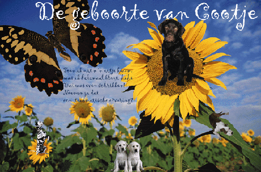 Cobloem