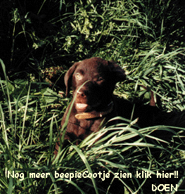 cootjekleingras