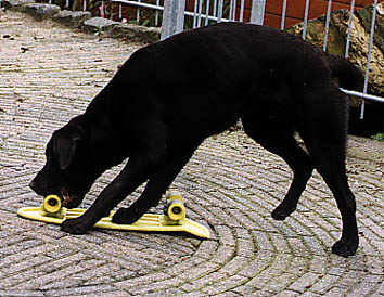 cootjeskate